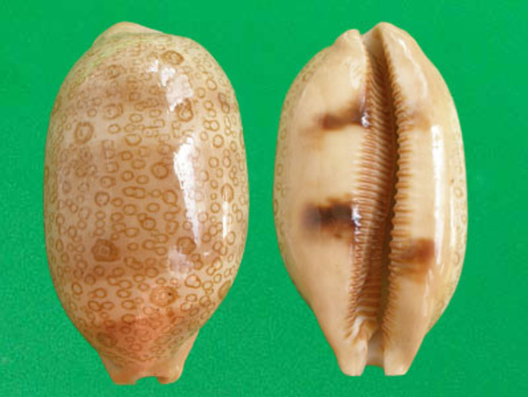  p>百眼宝螺(学名: i>talparia argus /i>):是腹足钢宝螺科的 a