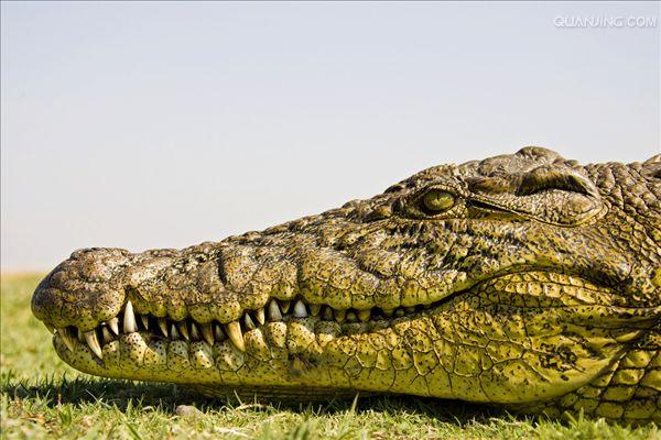  p>尼罗鳄(学名: i>crocodylus niloticus /i>),是非洲最大的鳄鱼和最