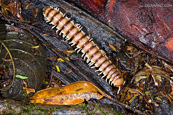  p>多足纲动物属于节肢动物,分布在陆地潮湿的地方,身体扁平或圆筒形