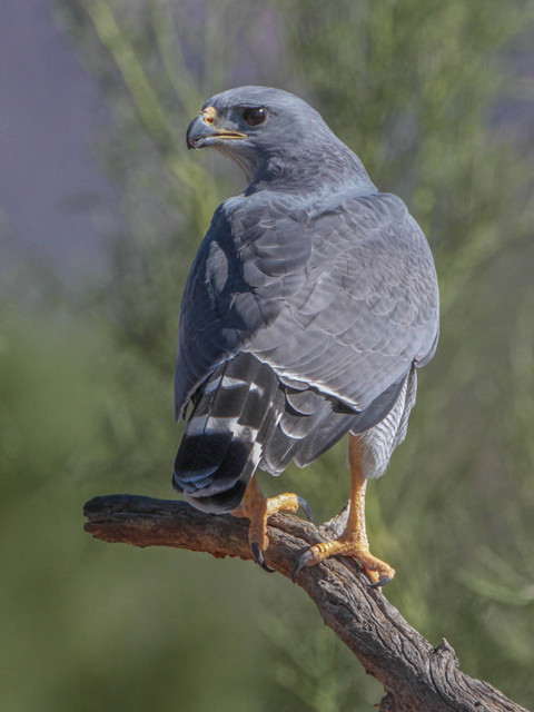  p>灰纹鵟(学名: i>buteo nitidus /i>):共有3个 a href="#" data