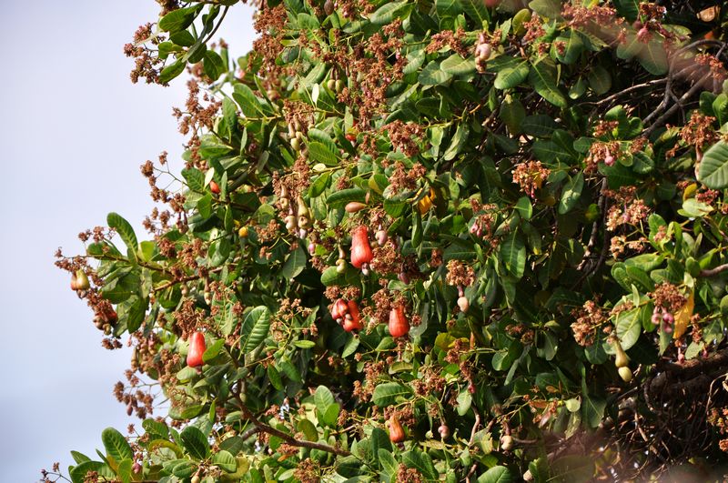  p>腰果, i>anacardium occidentalie /i> linn,是 a href="#">双子叶