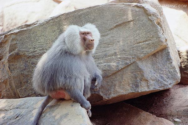  p>狒狒(学名: i>papio /i>):灵长目 a target="_blank" href="/item