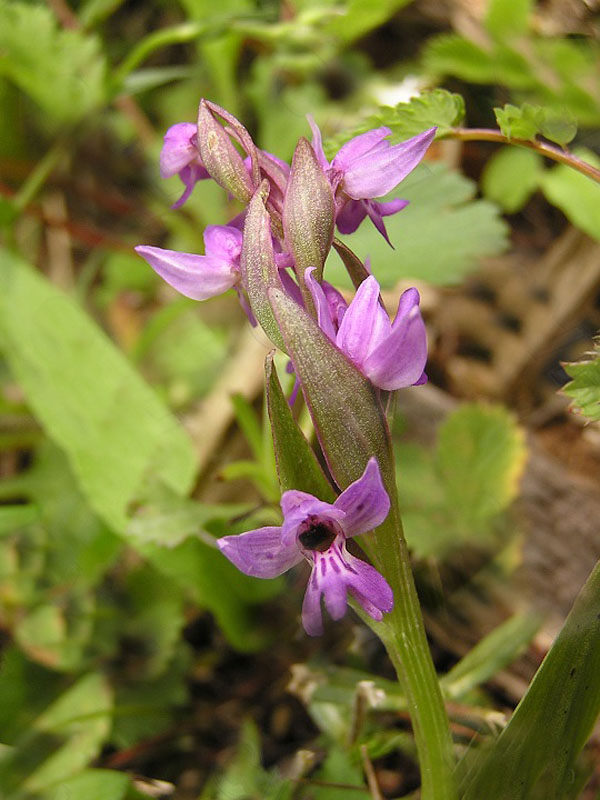  p>北方红门兰是兰科 a target="_blank" href="/item/红门兰属