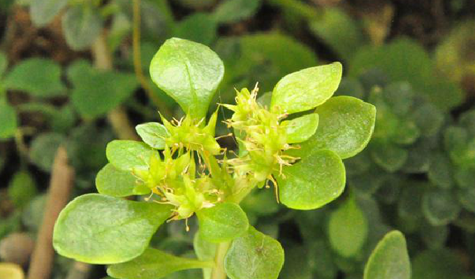  p>四芒景天(学名:sedum tetractinum)为景天科景天属的植物,是我国的