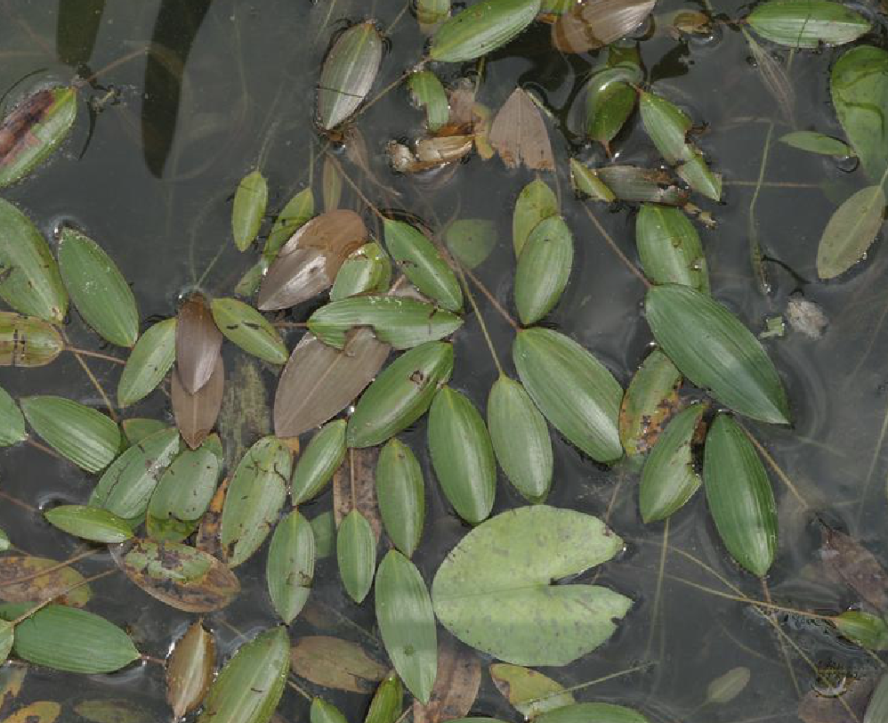  p>浮叶眼子菜(学名: i>potamogeton natans /i> l.