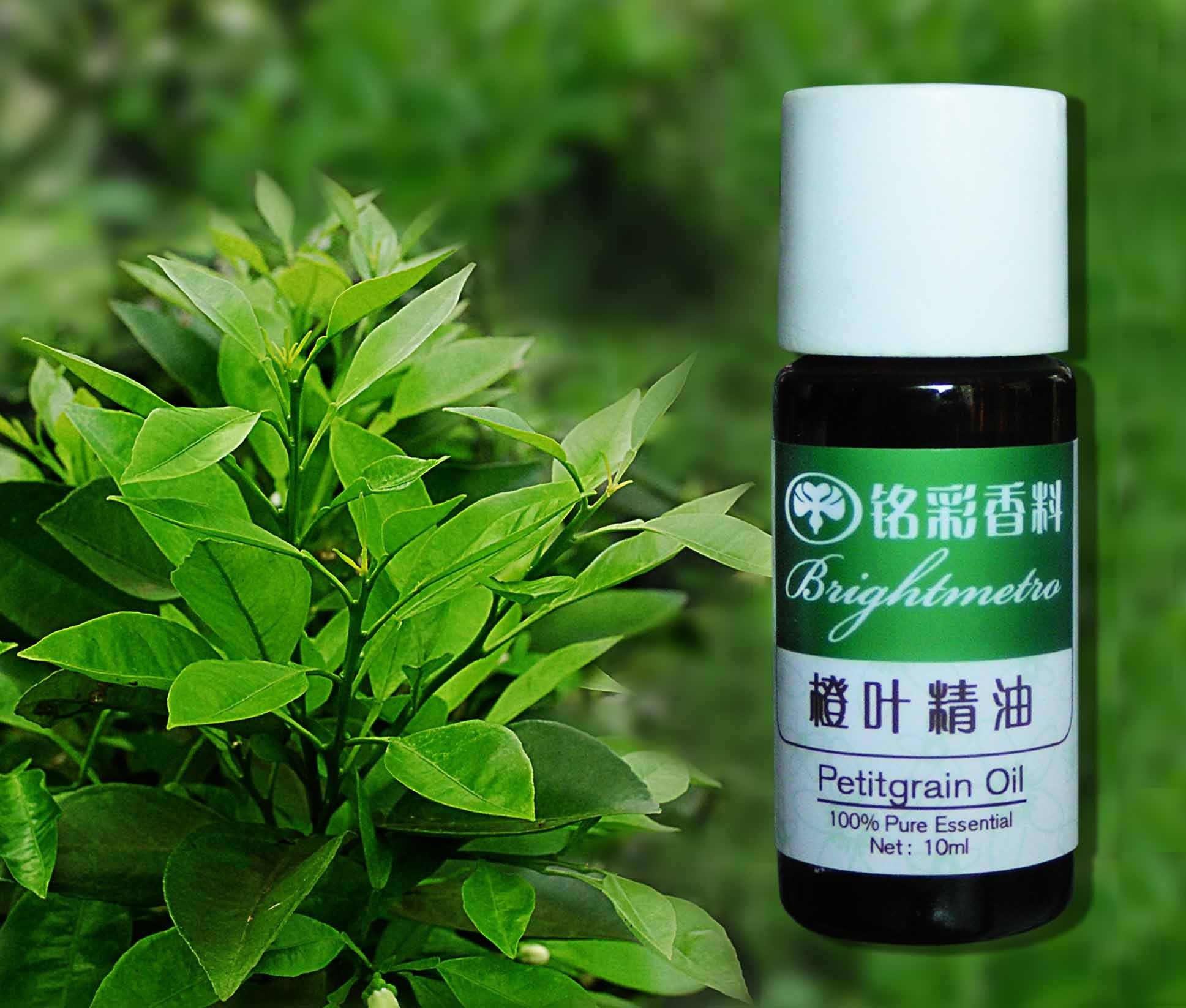  p data-id="u23tgy2rrotr">苦橙叶,芸香科柑橘属植物.