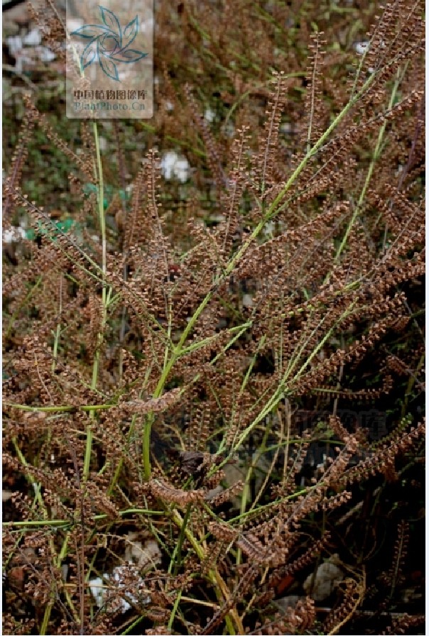 li)是唇形科,紫苏属的一年生直立草本.