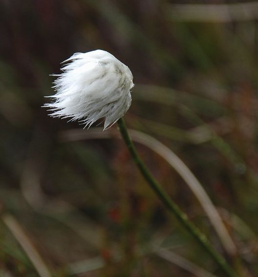 p>日本羊胡子草(学名:eriophorum japonicum maxim.