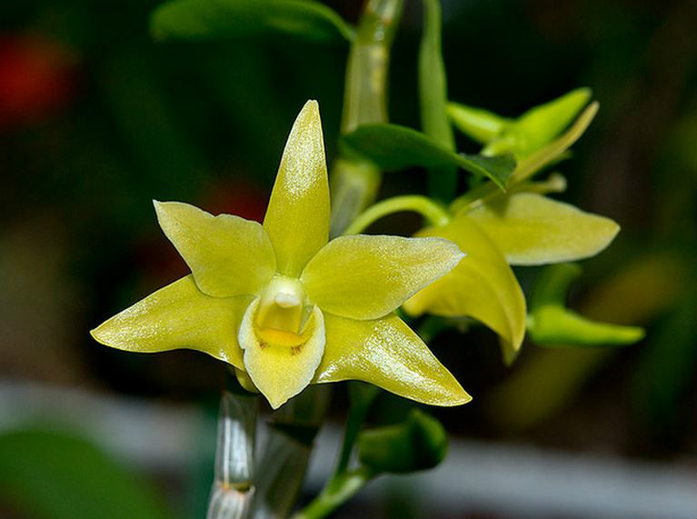  p>黄石斛(学名: i>dendrobium tosaense /i>