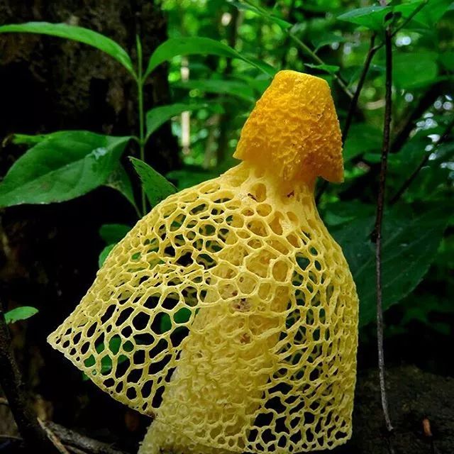 黄裙竹荪蘑菇