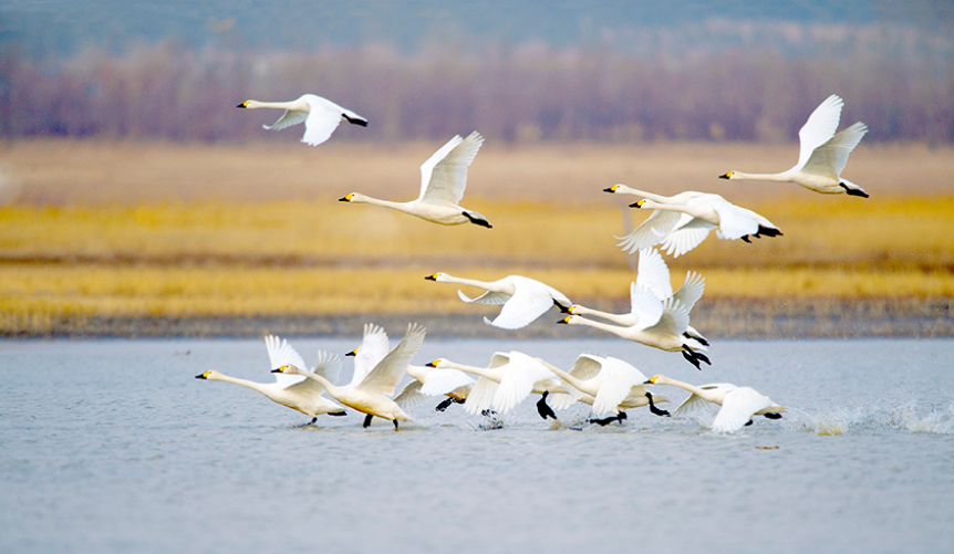 内蒙古辉河国家级自然保护区