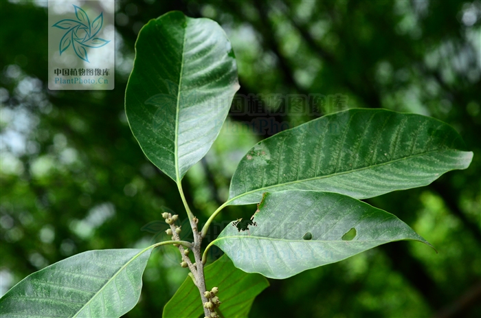  p>大叶青冈(学名: i>cyclobalanopsis jenseniana /i>),常绿 a href=