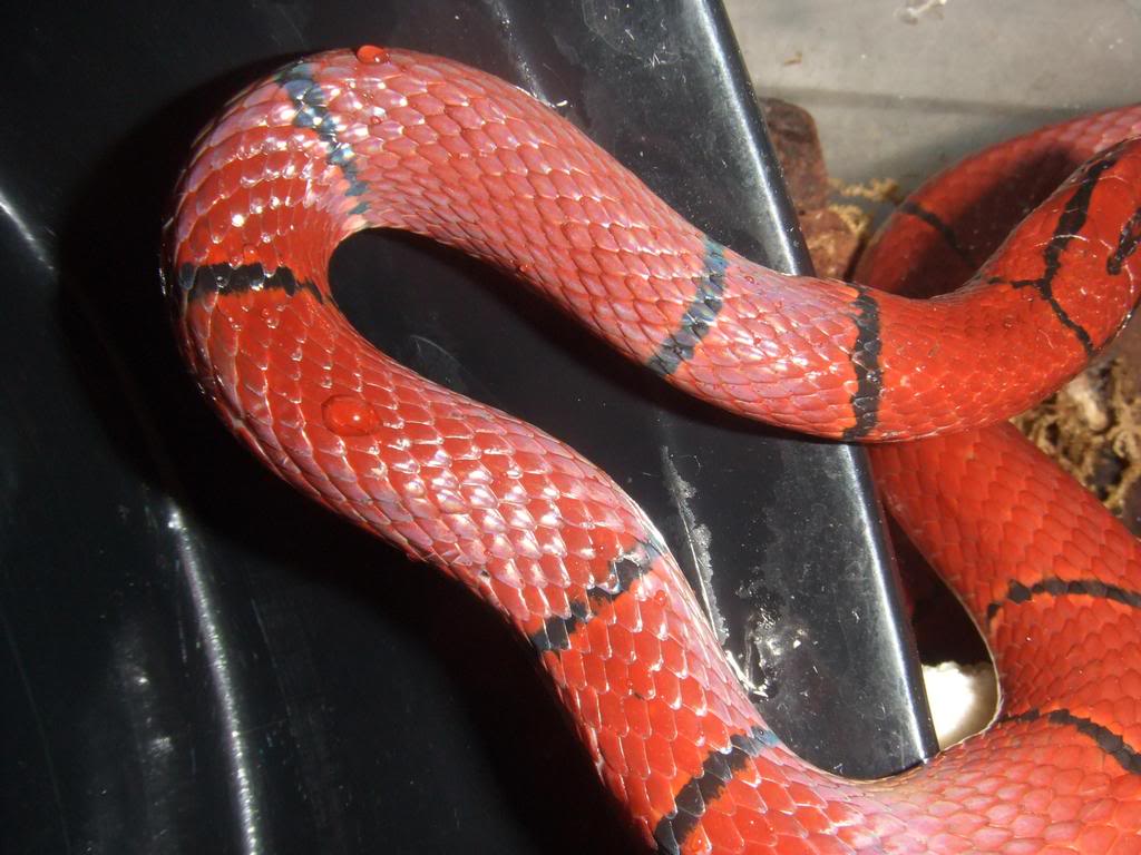  p>紫灰锦蛇(学名:elaphe porphyracea)是游蛇科锦蛇属的一种无毒蛇.