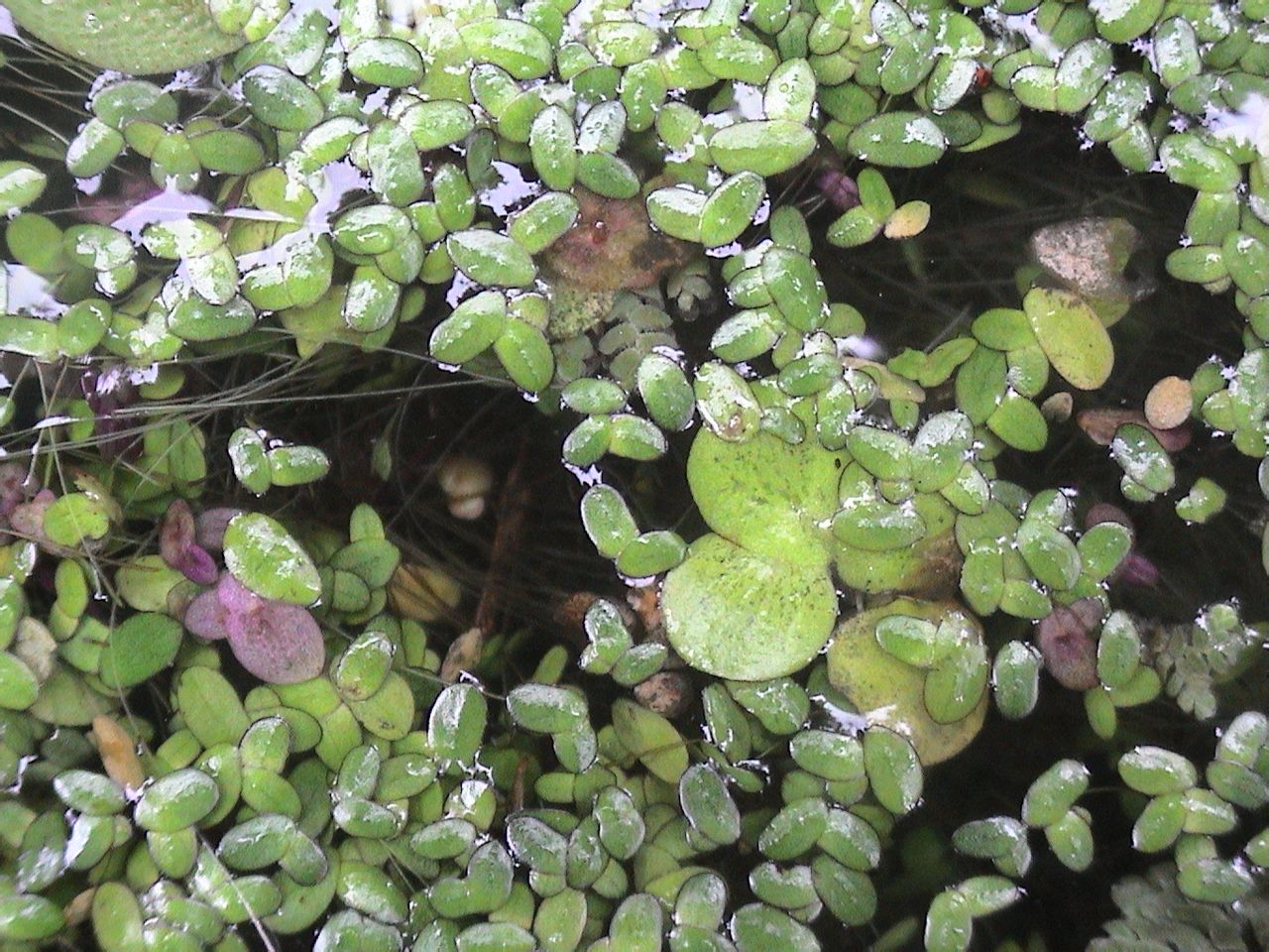 浮萍科 /a> a href="#" data-lemmaid="3388296">紫萍属 /a>叶状体