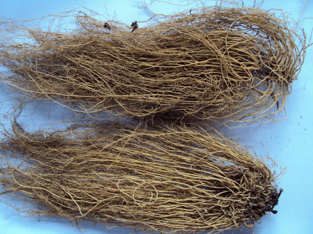  p>细辛,别名:华细辛,盆草细辛,拉丁文名:asarum sieboldii miq.