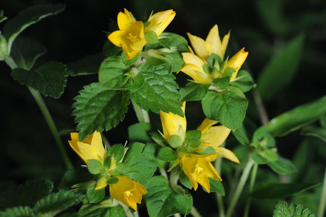  p>过路黄(拉丁学名: i>lysimachia christinae  /i>hance),别名: a