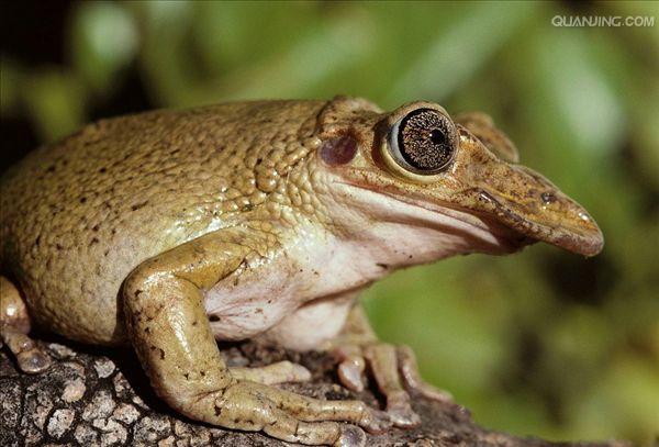  p>树蛙,无尾目树蛙科的1属,体多细长而扁,后肢长,吸盘大,指,趾间有