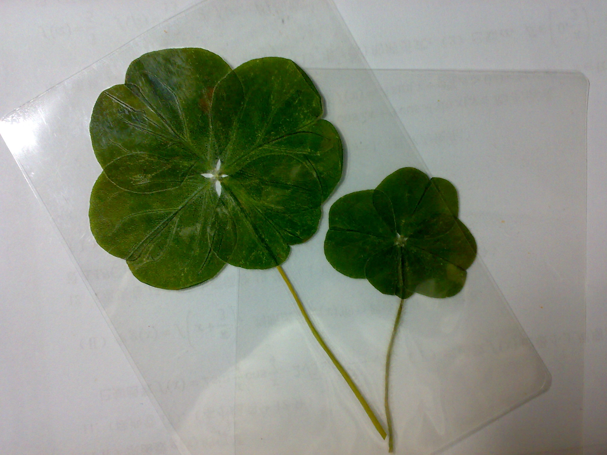  p>四叶草是 a target="_blank" href="/item/车轴草属/720119" data