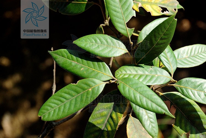 柯 /b>(学名: i>lithocarpus chrysocomus /i>)为壳斗科柯属的植物,为