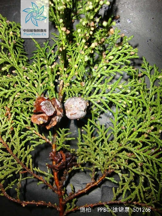  p>侧柏(学名: i>platycladus orientalis /i> (l.