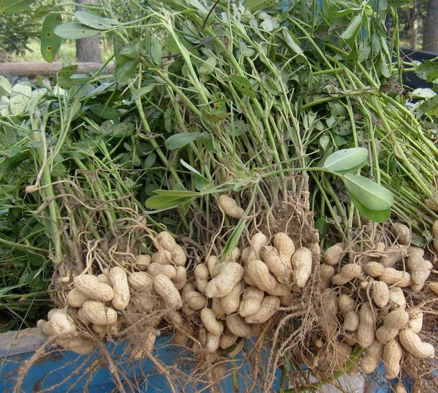  p>春花生是指在" a target="_blank" href="