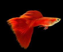 孔雀花鳉 百度百科