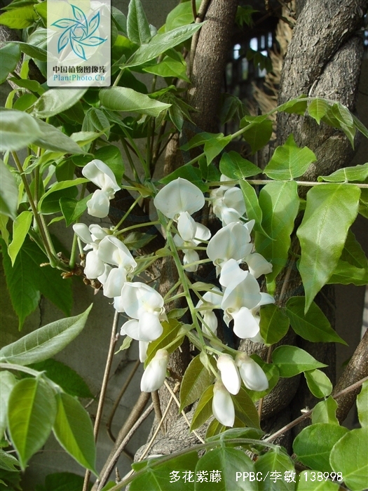  p>多花紫藤(学名: i>wisteria floribunda /i> (willd.) dc.