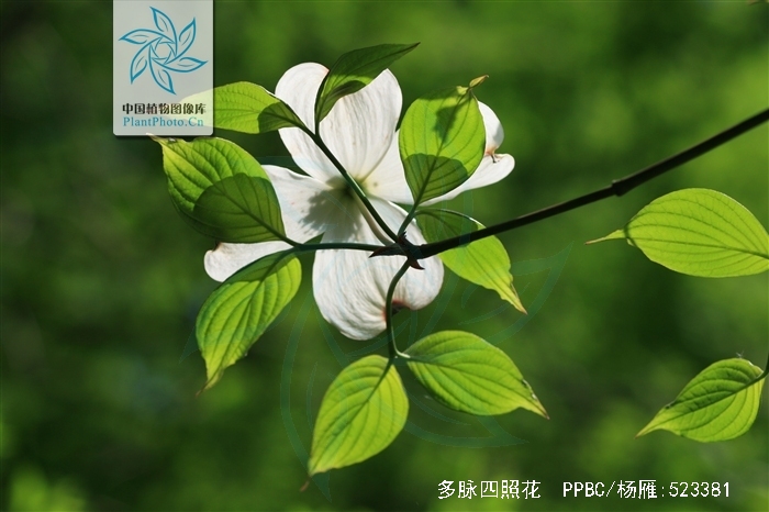  p>多脉四照花是(学名: i>dendrobenthamia multinervosa /i> (pojark