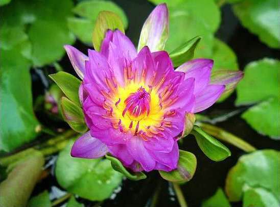  p>佛手莲(学名: i>nymphaea /i> 'nangkwag'):是