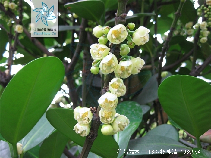  p> a href="#">菲岛福木 /a>,别名:福木,福树,拉丁文名:garcinia sub