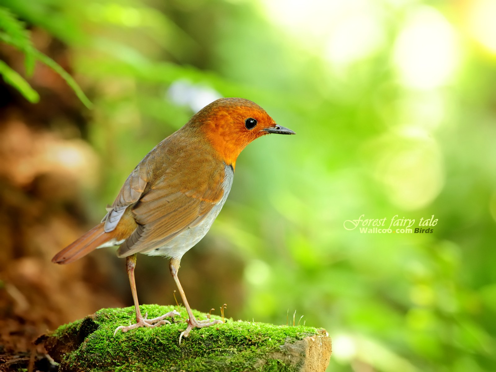  p>日本歌鸲(学名: i>erithacus akahige /i>):体型小似 a href="#"