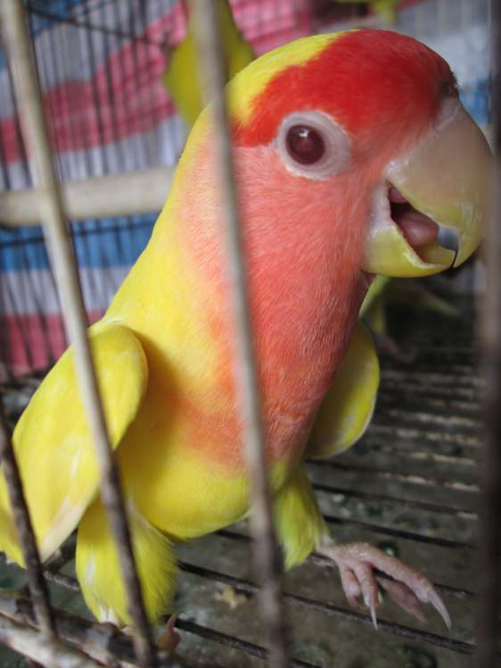  p>日本黄桃脸牡丹鹦鹉外 貌 有明亮整洁的杏浅黄色全身羽毛, 身体