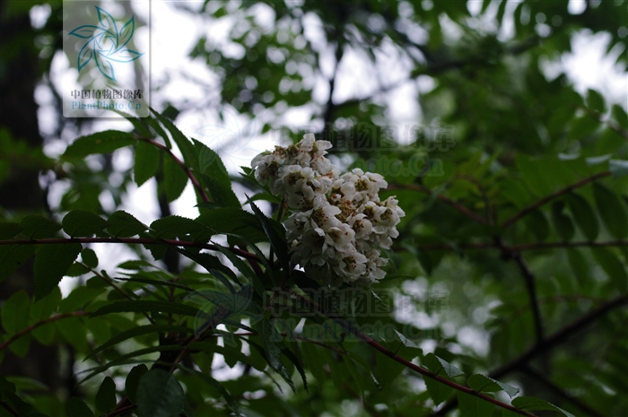  p>太白花楸(学名:sorbus tapashana c. k. schneid.