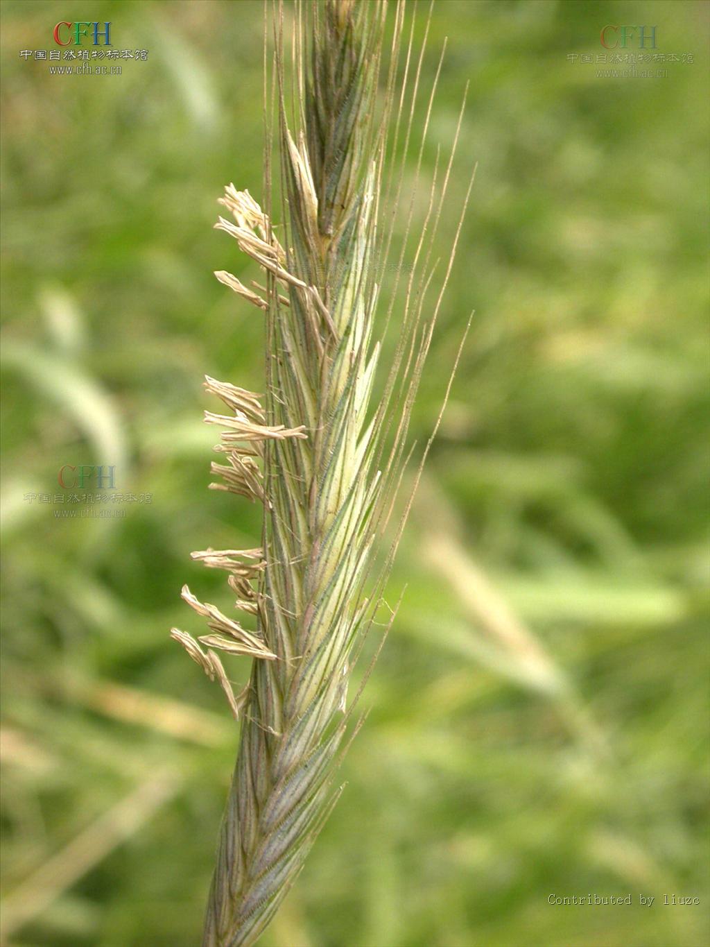  p>黑麦属(学名:secale)是禾本科下一个属, a href="#" data-lemmaid=