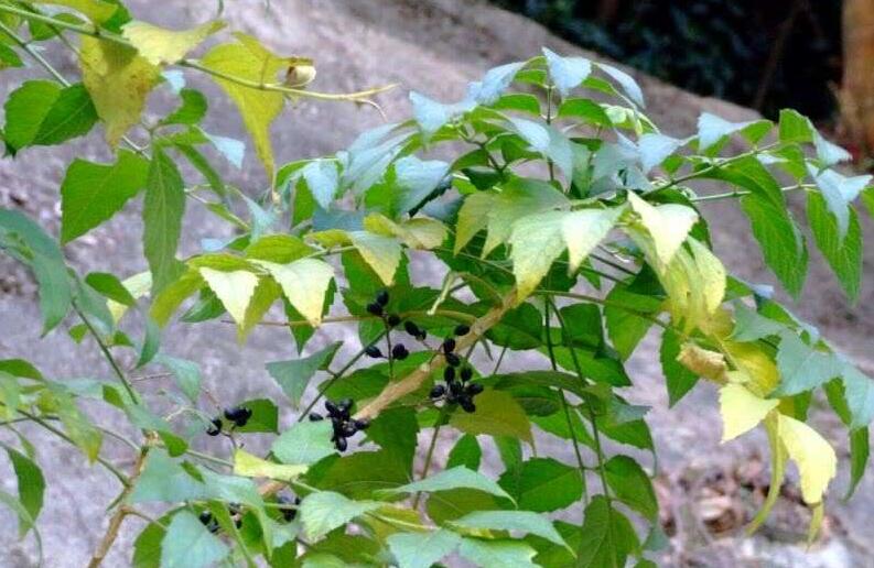 鸦胆子(苦木科)