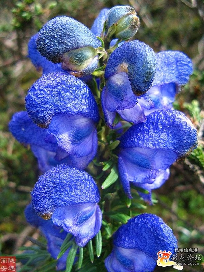 雪上一枝蒿的做法(雪上一枝蒿的功能主治)