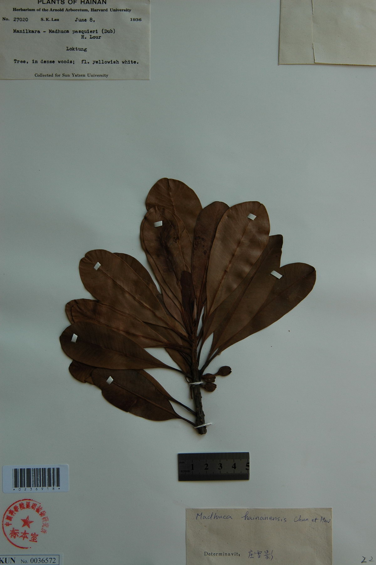  p>海南紫荆木(学名: i>madhuca hainanensis /i> chun et how)是山榄