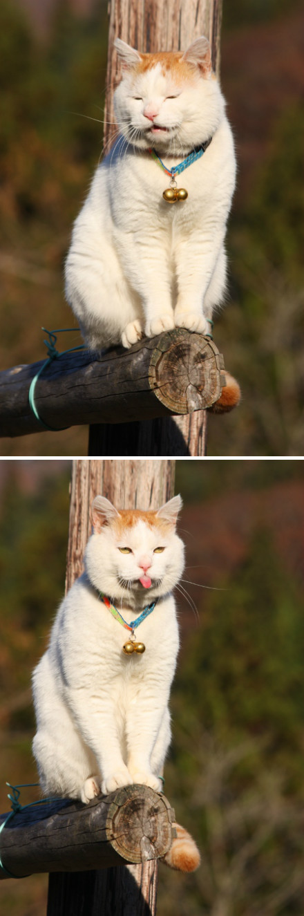  p> a target="_blank" href="/item/猫叔">猫叔 /a>(2002年3月8日