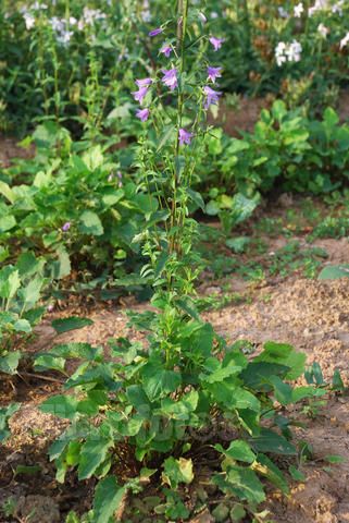  p>细叶沙参,又称 a href="#" data-lemmaid="2547766">兰花参 /a>,是