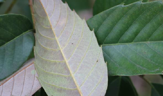 lemmaid="7640479">壳斗科 /a>植物,又名大叶橡树,有甜槠,苦槠之分