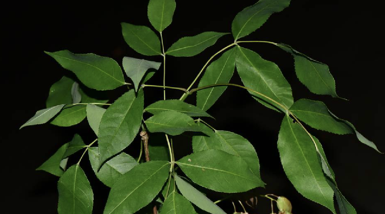  p>膀胱果(学名: i>staphylea holocarpa /i> hemsl.