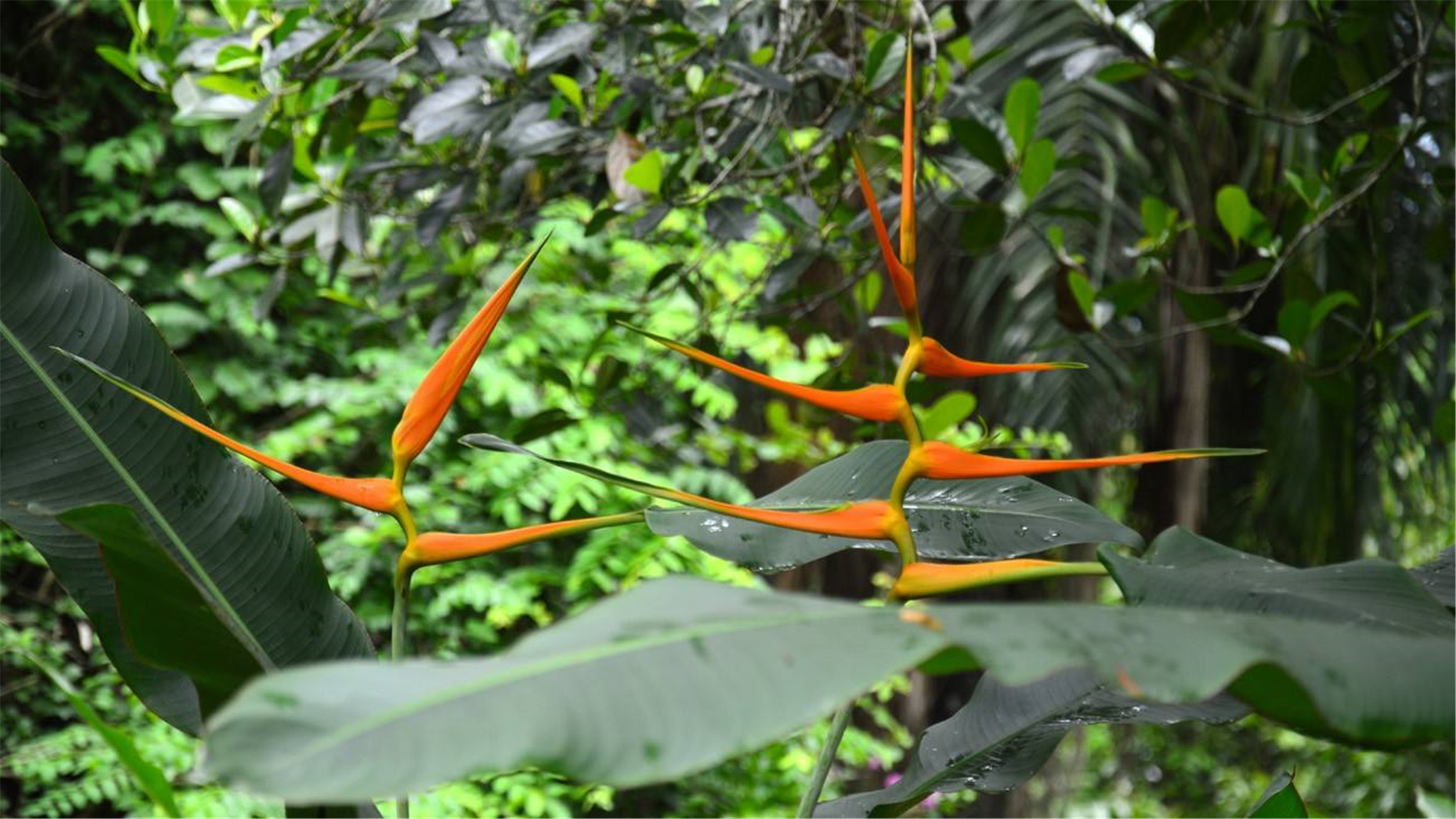  p>蝎尾蕉(学名: i>heliconia metallica   /i>planch.