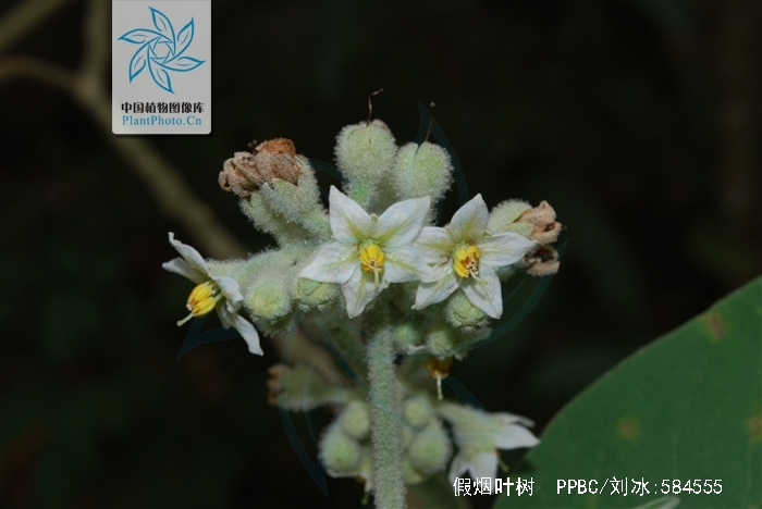  p>假烟叶树,又称野烟叶,茄树,土烟叶,有毒,可以用来做药,假烟叶树无