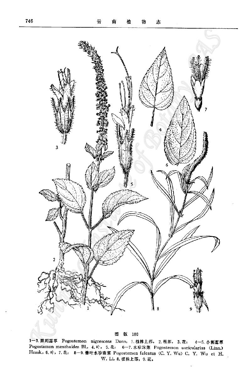 pogostemon falcatus