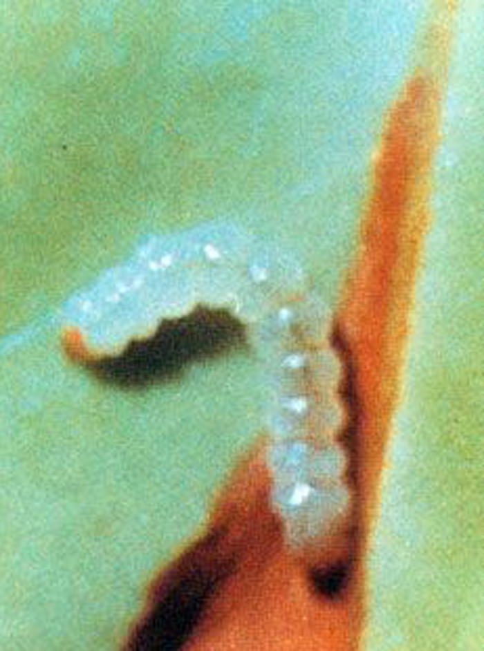  p>荔枝蛀蒂虫, i>conopomorpha sinensis  /i>bradley,属鳞翅目, a