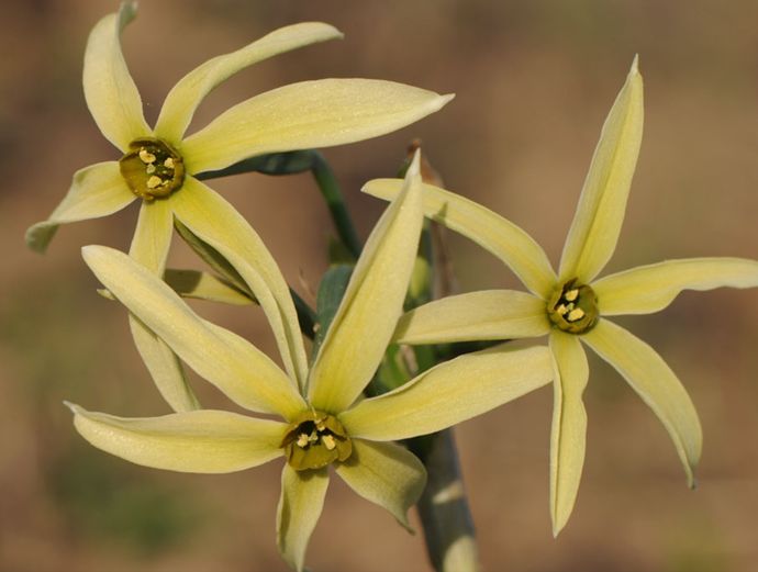 href="#" data-lemmaid="10106614">水仙属 /a>的种类之一,原产西班牙