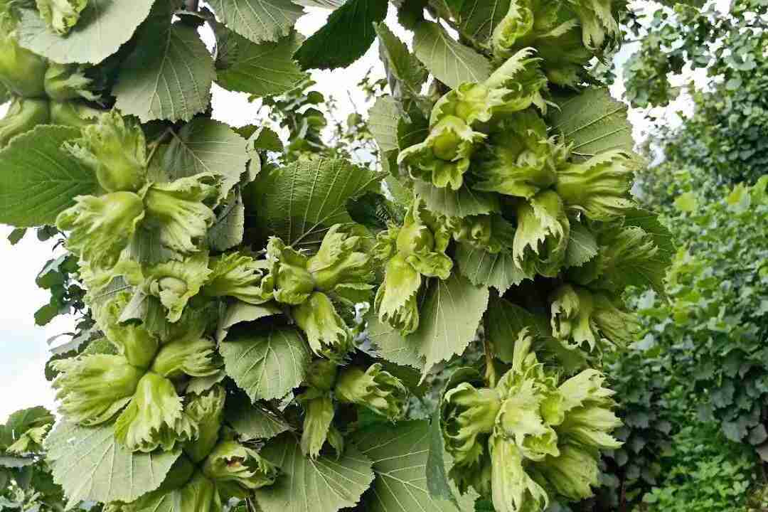  p>平欧大果榛子简称 a href="#" data-lemmaid="9783646">大果榛子 