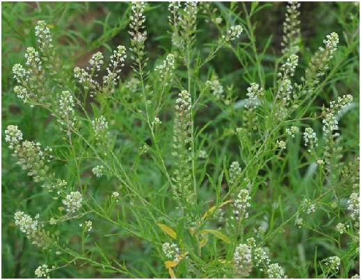  p>大叶香荠菜,中药名.