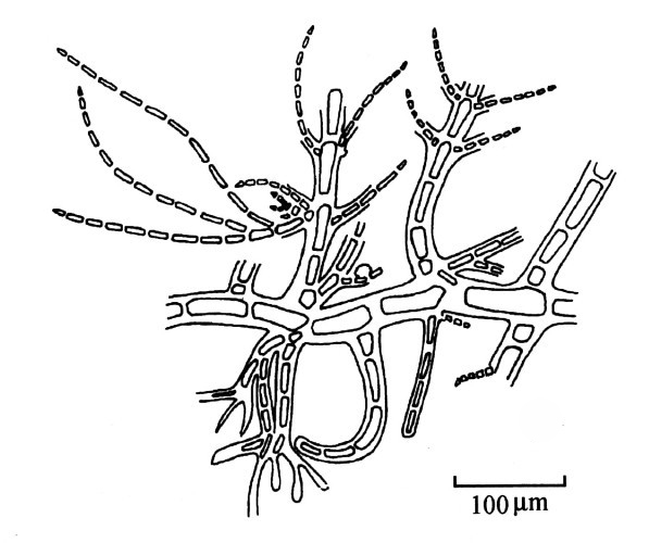  p>丝藻藻体为由圆筒状细胞相连而成的单列,不分枝的丝状体.
