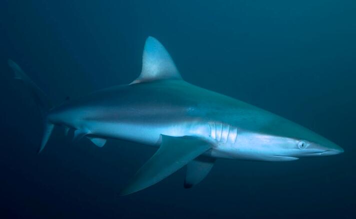  p>短尾真鲨(学名: i>carcharhinus brachyurus /i>)为真鲨科,真鲨属